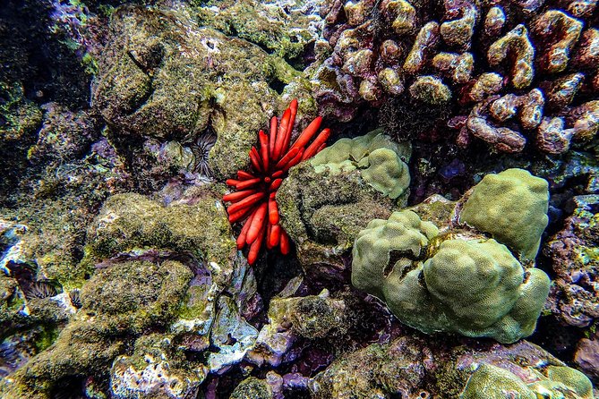 Four Winds II Molokini Snorkeling Tour From Maalaea Harbor - Tour Logistics