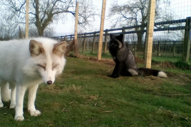 Fox Encounter for 2 People and Park Entry - Operated by Ark Wildlife Park