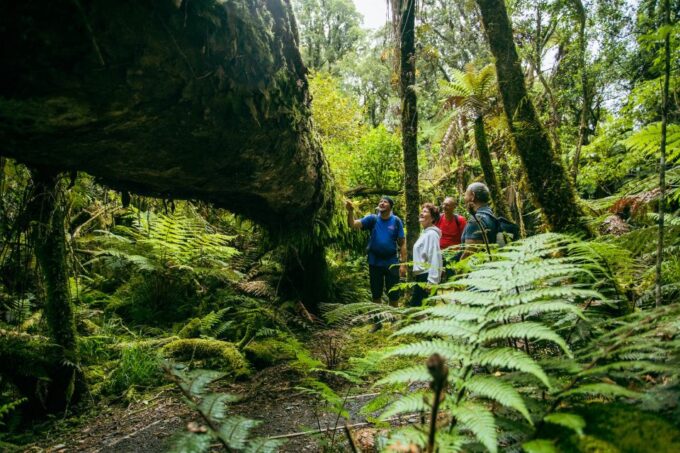 Fox Glacier: Half Day Walking & Nature Tour With Local Guide - Pricing and Availability