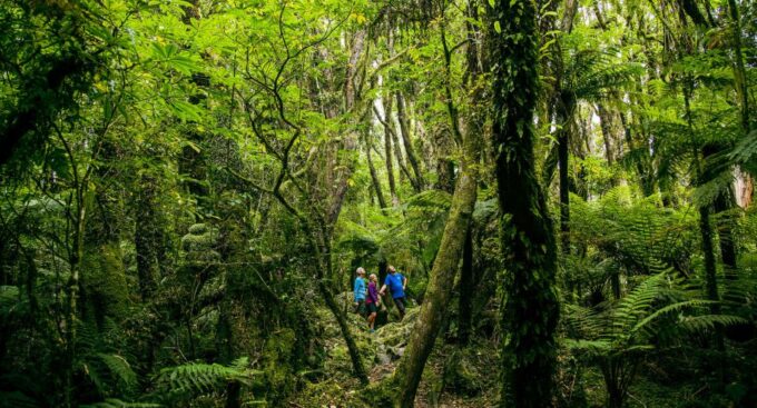 Fox Glacier: Half Day Walking & Nature Tour With Local Guide - Recap