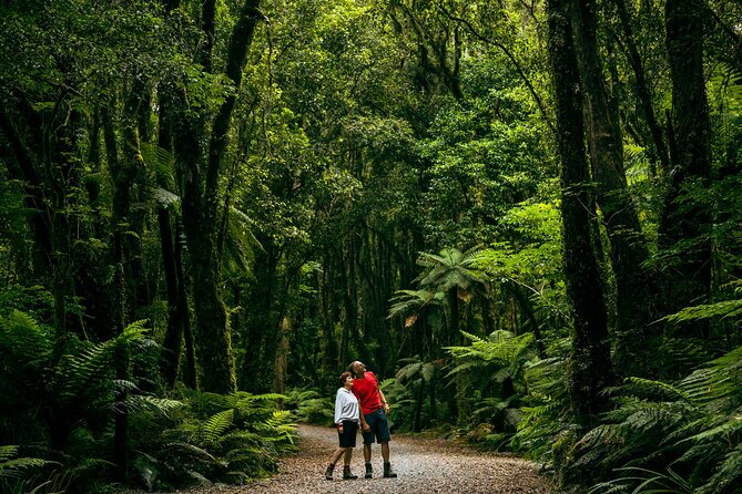 Fox Glacier Nature Tour - Guided Small-Group Exploration