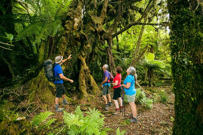 Fox Glacier Nature Tour - Personalized Attention and Insights