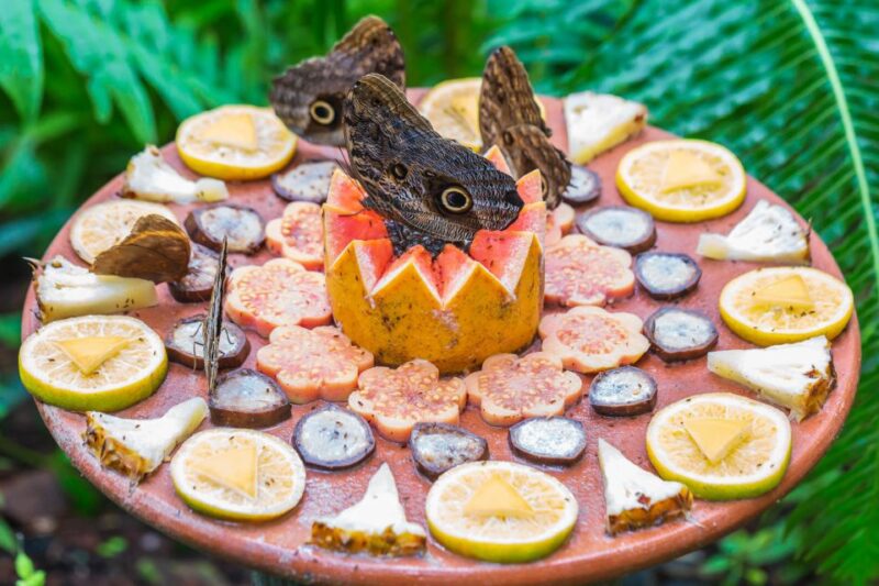 Foz Do Iguaçu: Bird Park Experience - Immersive Tour Through the Vivarium
