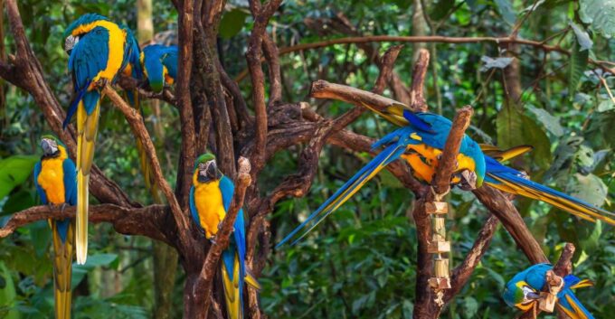 Foz Do Iguaçu: Bird Park Experience - Pricing and Booking Information