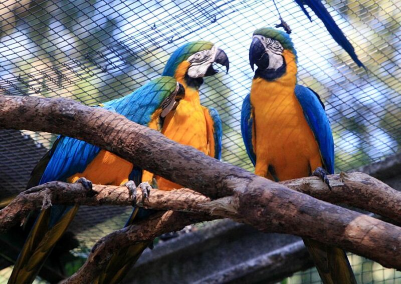 Foz Do Iguaçu: Bird Park Experience - Tour Highlights