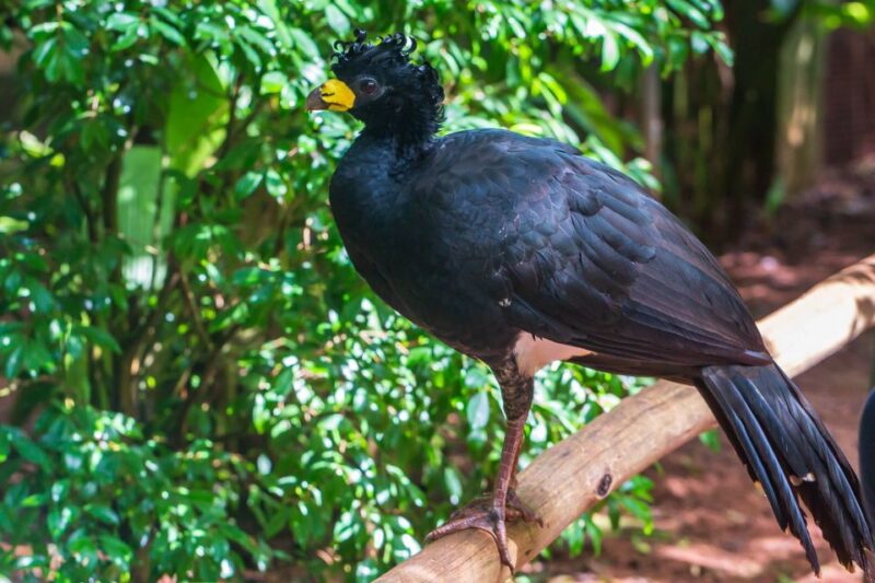 Foz Do Iguaçu: Bird Park Experience - Tour Languages and Times