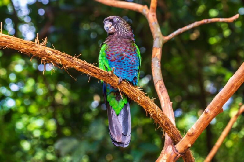 Foz Do Iguaçu: Bird Park Experience - Inclusions and Exclusions