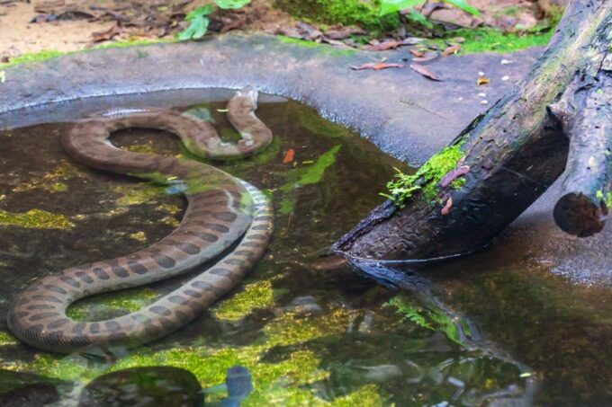 Foz Do Iguaçu: Bird Park Experience - Visitor Interaction Opportunities