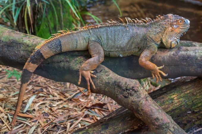 Foz Do Iguaçu: Bird Park Experience - Cancellation and Booking Policies
