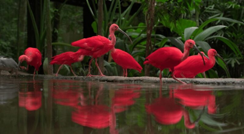 Foz Do Iguaçu: Bird Park Tour With Tickets - Key Points