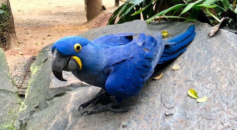 Foz Do Iguaçu: Bird Park Tour With Tickets - Itinerary