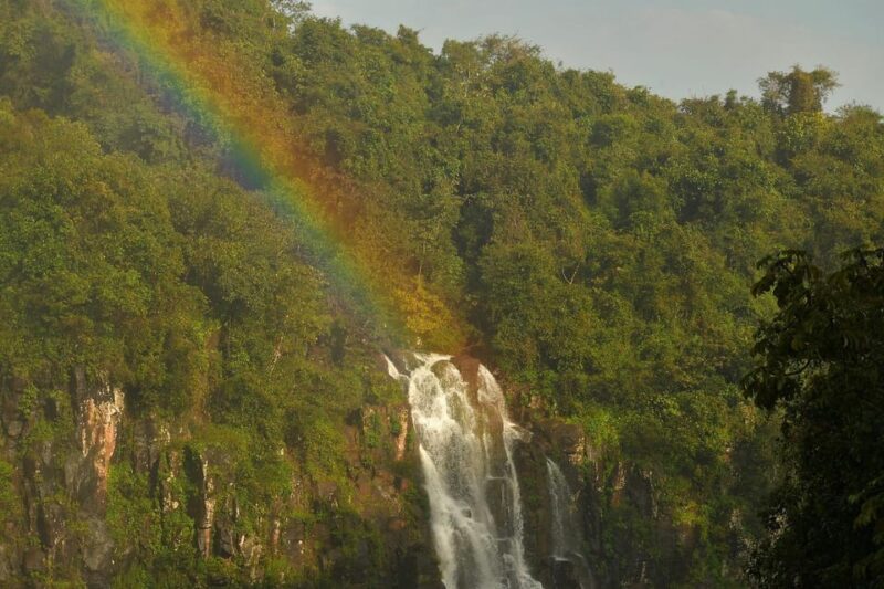 Foz Do Iguaçu: Hiking Trails Into the Iguaçu National Park. - Encounter With Wildlife
