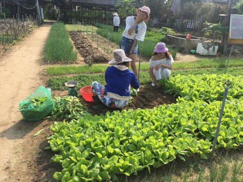 FR HOI AN: TRA QUE FARMING & COOKING CLASS GROUP TOUR - Key Points