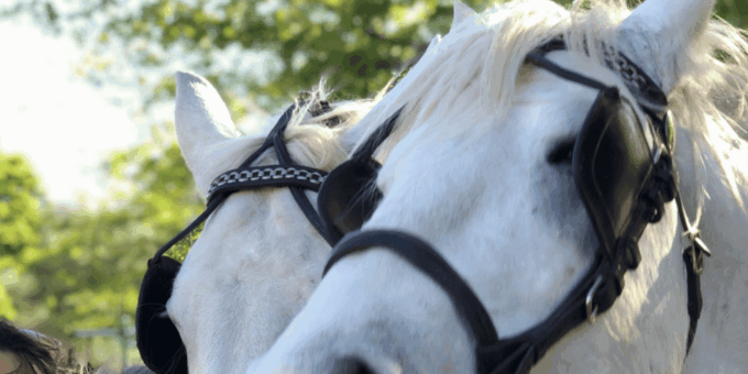 Franschhoek: 2h Premium Wine Tasting & Carriage Trail - Frequently Asked Questions
