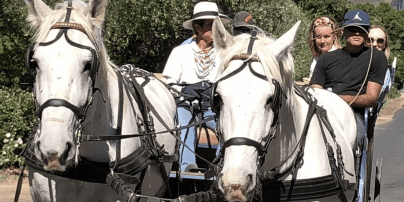 Franschhoek: 2h Private Engagement/Anniversary Carriage Ride - Key Points