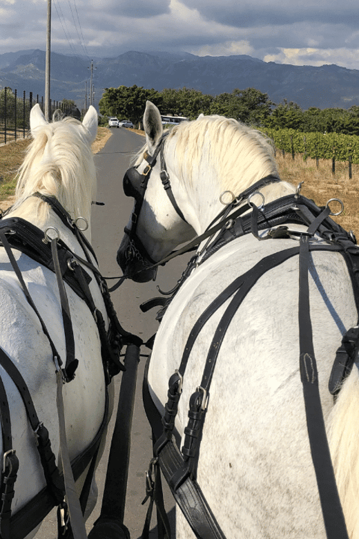 Franschhoek: 2h Private Engagement/Anniversary Carriage Ride - Booking and Availability