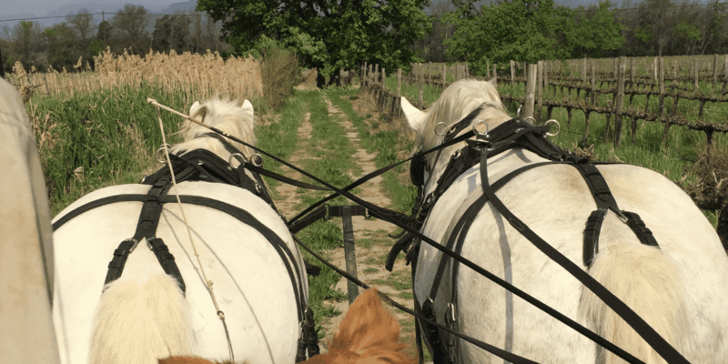 Franschhoek: 2h Private Engagement/Anniversary Carriage Ride - Arrival and Requirements