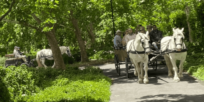 Franschhoek: 2h Private Engagement/Anniversary Carriage Ride - Explore Franschhoek by Carriage