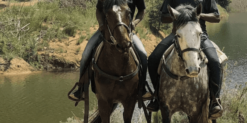 Franschhoek: Half Day Horse Trail and Wine Tasting - Key Points