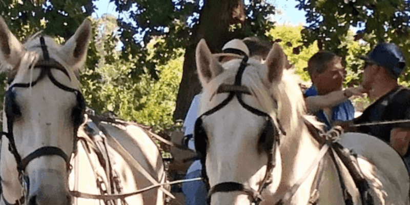 Franschhoek: Vrede En Lust Wine Estate 1H Carriage Ride - Facilities at Vrede En Lust