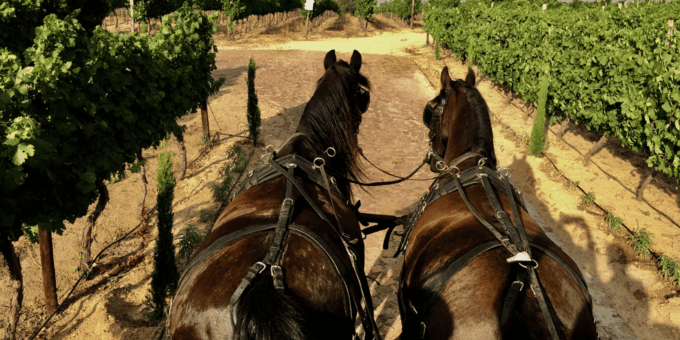 Franschhoek: Vrede En Lust Wine Estate 1H Carriage Ride - Safety and Group Size