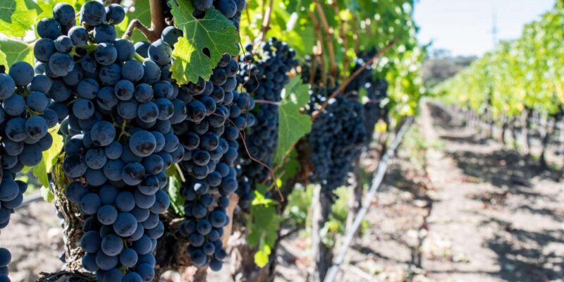 Franschhoek Wine Tram & Stellenbosch Town Experience - Key Points