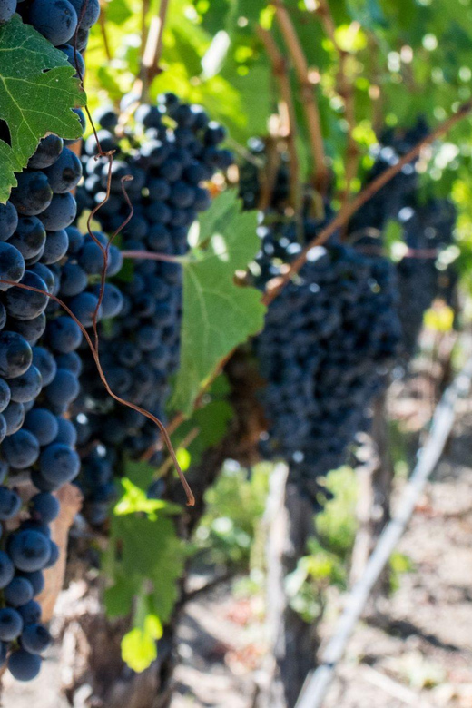 Franschhoek Wine Tram & Stellenbosch Town Experience - Tour Overview and Pricing