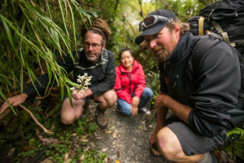 Franz Josef: Franz Josef Glacier Lookout Guided Walk - Meeting Point and What to Bring