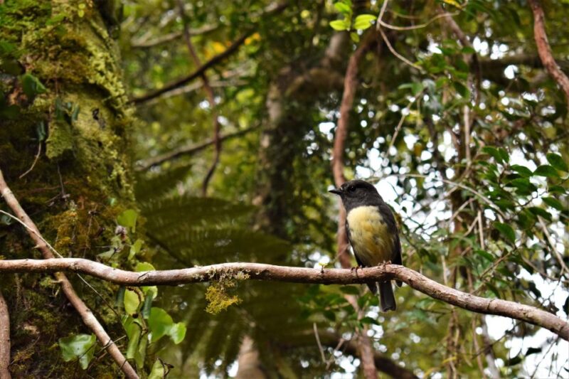 Franz Josef Glacier: 2.5-Hour Lake Mapourika Cruise and Walk - Getting to the Meeting Point