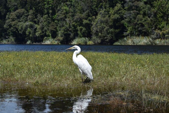 Franz Josef: Kayak & Walking Tour to Okarito Kiwi Sanctuary - Opportunity to See Kiwi Birds