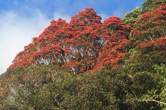Franz Josef Nature Tour - Customer Feedback