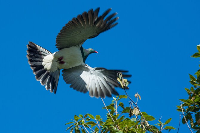 Franz Josef Nature Tour - Booking and Preparation