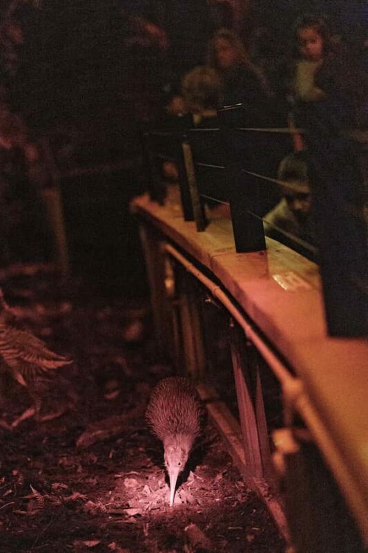 Franz Josef: West Coast Wildlife Centre Entry Ticket -48 hrs - Introduction: Why the West Coast Wildlife Centre is Worth a Visit