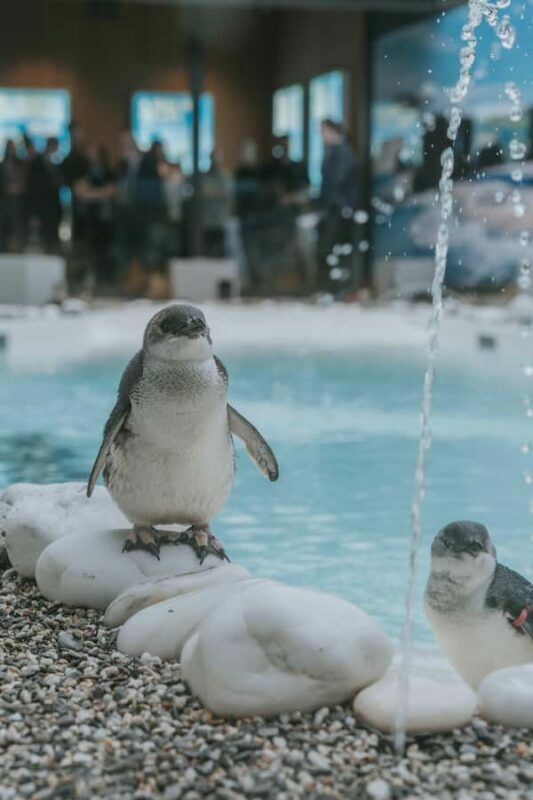 Franz Josef: West Coast Wildlife Centre Entry Ticket -48 hrs - How Does It Compare in Value?