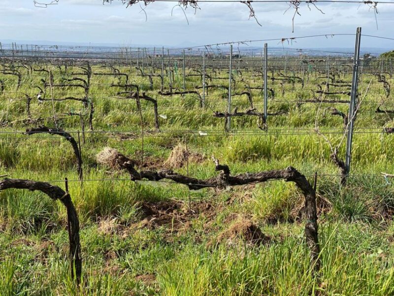 Frascati: Tour in E-Bike With Wine Tasting - Experience Highlights