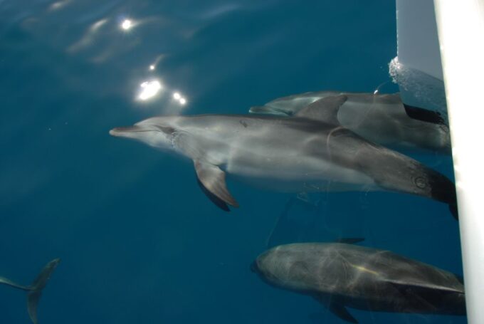 Fraser Island 4-Hour Eco-Sailing Adventure - Refreshing Snacks and Beverages