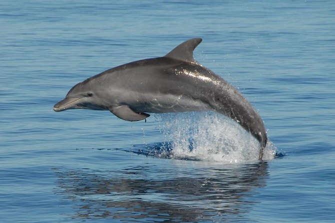 Fraser Island & Dolphin Sailing Adventure - Highlights of the Adventure