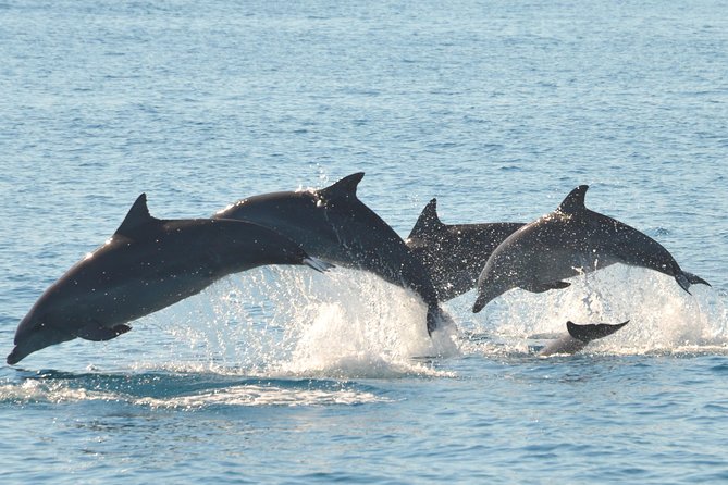 Fraser Island & Dolphin Sailing Adventure - Boat and Sailing Experience