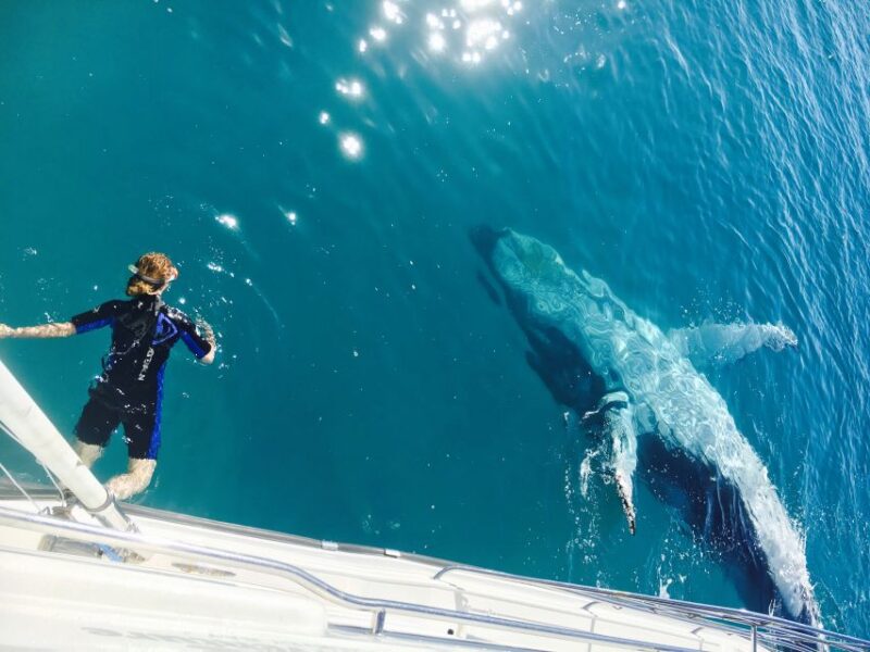 Fraser Island (Kgari): Remote Island and Whale Experience - Immersive Swim With Whales