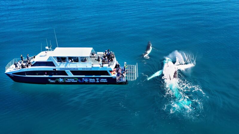 Fraser Island (Kgari): Remote Island and Whale Experience - Exclusive Amphibious Vehicle Journeys