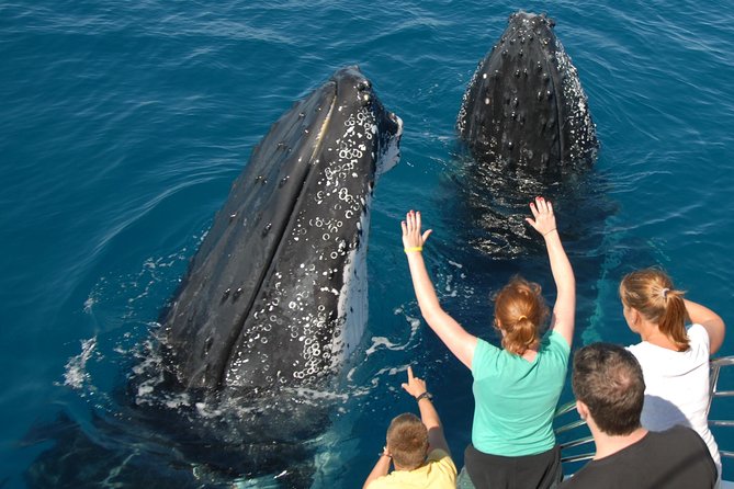 Fraser Island Whale Watch Encounter - Inclusions