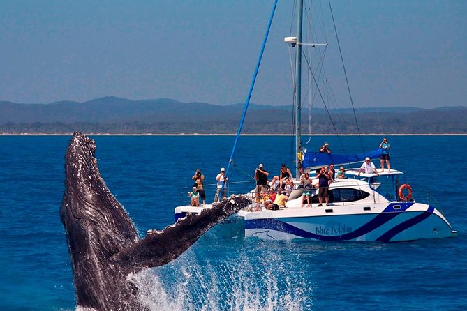Fraser Island Whale Watch Encounter - Logistics