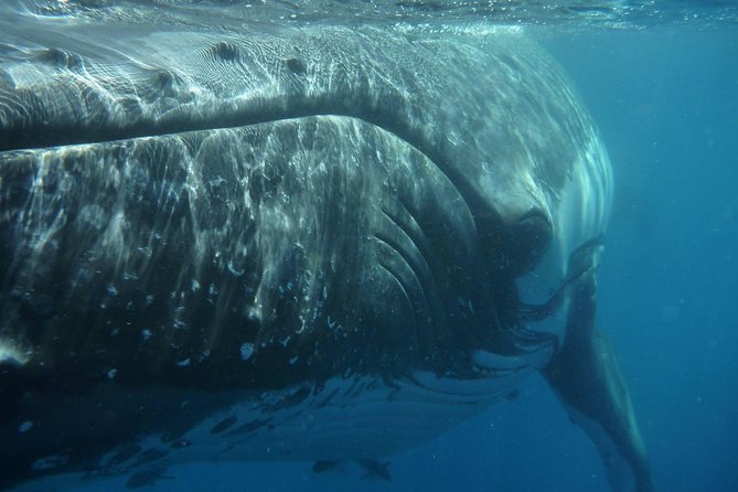Fraser Island Whale Watch Encounter - Whale Watching Experience
