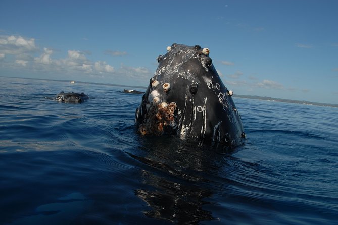 Fraser Island Whale Watch Encounter - Additional Details