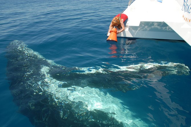 Fraser Island Whale Watch Encounter - Booking and Availability