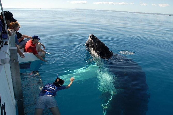 Fraser Island Whale Watch Encounter - Sustainability and Eco-Friendliness