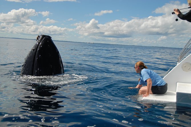 Fraser Island Whale Watch Encounter - What to Expect
