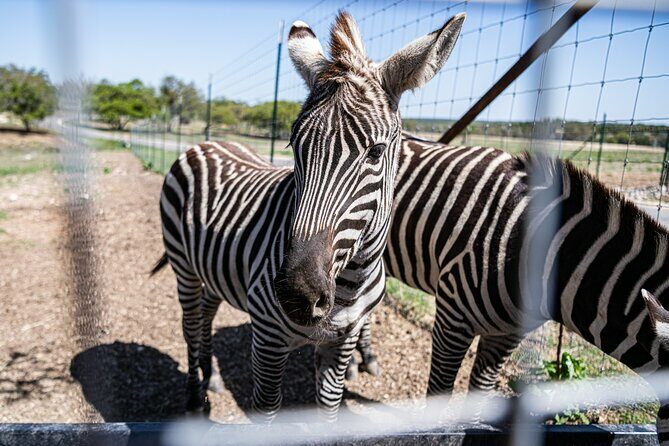 Fredericksburg Safari Tour With Wine Tasting - A Full Breakdown of the Experience