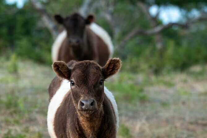 Fredericksburg Safari Tour With Wine Tasting - FAQ