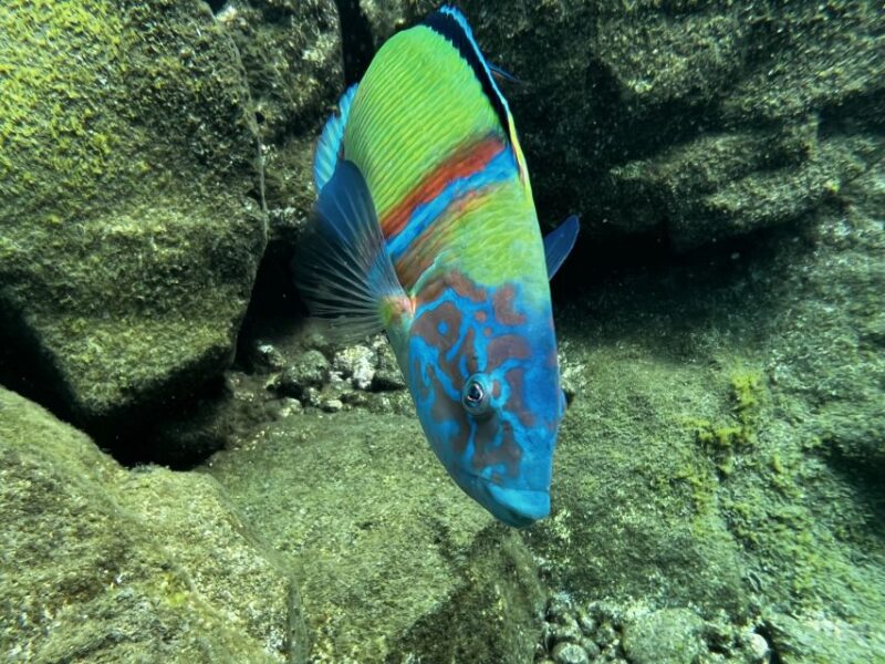 Free Diving and Snorkeling Experience Turtle Beach - Meeting Point and Additional Information
